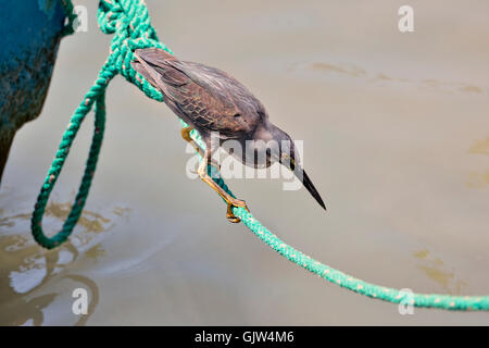 Lava Heron (Butorides Sundevalli), Puerto Aroya, Insel Santa Cruz, Ecuador Stockfoto