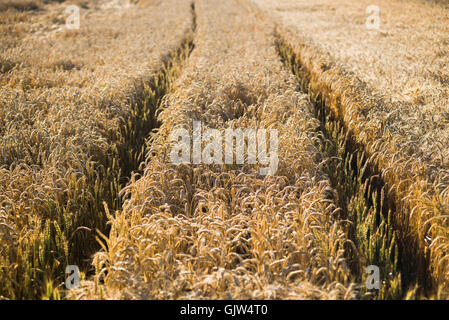 Bauernhof Traktor Wanderwege in einem Weizenfeld reif Triticum Aestivum Weizen in Bayern kurz vor der Ernte im warmen Abendlicht Stockfoto