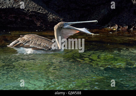 Brauner Pelikan (Pelecanus Occidentalis) Angeln im flachen Wasser, Nationalpark Galapagos-Inseln, Insel Floreana, Ecuador Stockfoto