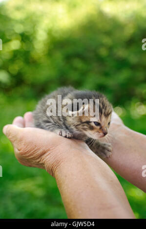 Frau Hand Hände Stockfoto