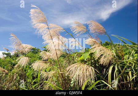 Park-Taiwan-blau Stockfoto