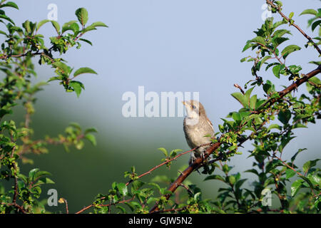 Junge Neuntöter / Neuntoeter (Lanius Collurio) thront oben auf grünen Büschen. Stockfoto