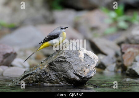 Pretty Grey Wagtail / Gebirgsstelze ( Motacilla cinerea ) auf einem Stein in einem Bach, in seinem natürlichen Lebensraum, Tierwelt, Europa. Stockfoto