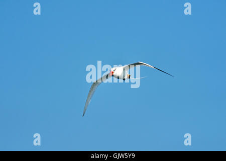 Rot-billed Tropicbird (Phaethon Aethereus), Galapagos Islands National Park, South Plaza Island, Ecuador Stockfoto