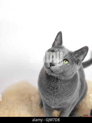 Porträt einer Russisch Blau Katze Rasse Stockfoto