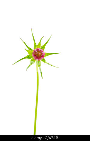 In der Nähe von dicht geschlossenen rosa Kosmos Blütenknospe, auf weissem isoliert. Cosmos Bipinnatus Stockfoto