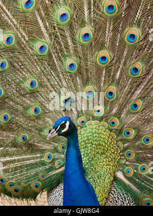 blaue Tiere Vogel Stockfoto