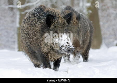 Wildschwein Schwein Wildschweine Stockfoto