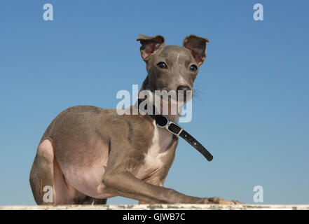Hund Welpe Italienisch Stockfoto