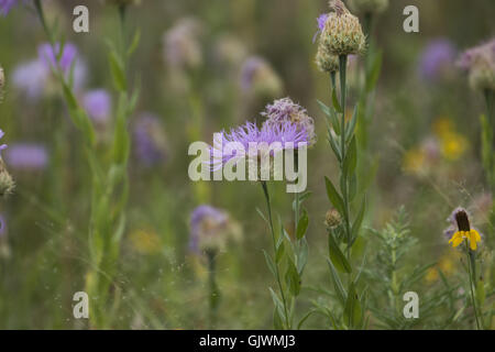 Lawton, Oklahoma, USA. 8. November 2016. Eine Distel-Pflanze ist bereit, in den Wichita Mountains zu blühen. Im Jahre 1901 gegründet, ist Wichita Mountains Wildlife Refuge in der Nähe von Lawton, Oklahoma, eines mehr als 556 Rückzugsgebiete in den Vereinigten Staaten verwaltet. Refugio 59.020 Hektar beherbergt ein seltenes Stück aus der Vergangenheit. Die Schutzhütte bietet Lebensraum für große native weidenden Tiere wie Bisons, Rocky Mountain Elche und Weißwedelhirsche. Texas Longhorn Rindern teilen auch Zuflucht Weideflächen als kulturelles und historisches Erbe Spezies. Wenn Präsident Teddy Roosevelt wollte die Büffel, wieder einführen Stockfoto