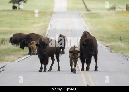 Lawton, Oklahoma, USA. 8. November 2016. Büffel versammeln sich auf der Straße Weg in den Wichita Mountains. Wichita Mountains Wildlife Refuge ist, gegründet 1901, einer der mehr als 556 Schutzhütten in den Vereinigten Staaten verwaltet. Refugio 59.020 Hektar beherbergt ein seltenes Stück aus der Vergangenheit. Die Schutzhütte bietet Lebensraum für große native weidenden Tiere wie Bisons, Rocky Mountain Elche und Weißwedelhirsche. Texas Longhorn Rindern teilen auch Zuflucht Weideflächen als kulturelles und historisches Erbe Spezies. Als Präsident Teddy Roosevelt der Büffel in freier Wildbahn wieder anzusiedeln wollte, zog er bison Stockfoto