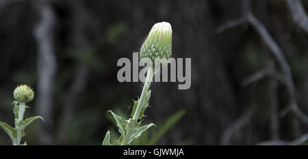 Lawton, Oklahoma, USA. 8. November 2016. Eine Distel-Pflanze ist bereit, in den Wichita Mountains zu blühen. Im Jahre 1901 gegründet, ist Wichita Mountains Wildlife Refuge in der Nähe von Lawton, Oklahoma, eines mehr als 556 Rückzugsgebiete in den Vereinigten Staaten verwaltet. Refugio 59.020 Hektar beherbergt ein seltenes Stück aus der Vergangenheit. Die Schutzhütte bietet Lebensraum für große native weidenden Tiere wie Bisons, Rocky Mountain Elche und Weißwedelhirsche. Texas Longhorn Rindern teilen auch Zuflucht Weideflächen als kulturelles und historisches Erbe Spezies. Wenn Präsident Teddy Roosevelt wollte die Büffel, wieder einführen Stockfoto