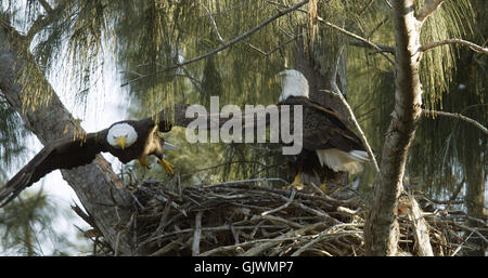 Pembroke Pines, Florida, USA. 8. November 2016. in ihrer Pembroke Pines. Florida-Nest. Die Eagles waren Mitte Januar geboren. Die Erwachsenen Adler lebt seit 2008 in ihr Nest. © J Pat Carter/ZUMA Draht/Alamy Live-Nachrichten Stockfoto