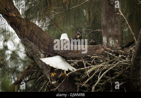 Pembroke Pines, Florida, USA. 8. November 2016. in ihrer Pembroke Pines. Florida-Nest. Die Eagles waren Mitte Januar geboren. Die Erwachsenen Adler lebt seit 2008 in ihr Nest. © J Pat Carter/ZUMA Draht/Alamy Live-Nachrichten Stockfoto