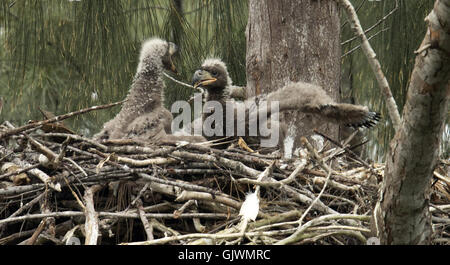 Pembroke Pines, Florida, USA. 8. November 2016. in ihrer Pembroke Pines. Florida-Nest. Die Eagles waren Mitte Januar geboren. Die Erwachsenen Adler lebt seit 2008 in ihr Nest. © J Pat Carter/ZUMA Draht/Alamy Live-Nachrichten Stockfoto