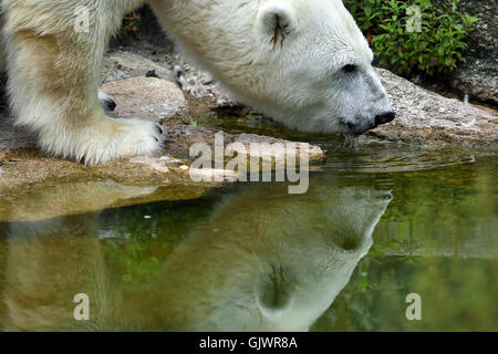 Berlin, Deutschland. 18. August 2016. Weiblicher Eisbär Katjuscha reflektiert in den Wassergraben in ihr Gehege im Zoo in Berlin, Deutschland, 18. August 2016. Foto: MAURIZIO GAMBARINI/Dpa/Alamy Live News Stockfoto