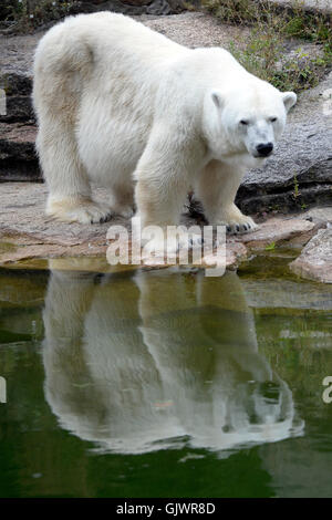 Berlin, Deutschland. 18. August 2016. Weiblicher Eisbär Katjuscha reflektiert in den Wassergraben in ihr Gehege im Zoo in Berlin, Deutschland, 18. August 2016. Foto: MAURIZIO GAMBARINI/Dpa/Alamy Live News Stockfoto