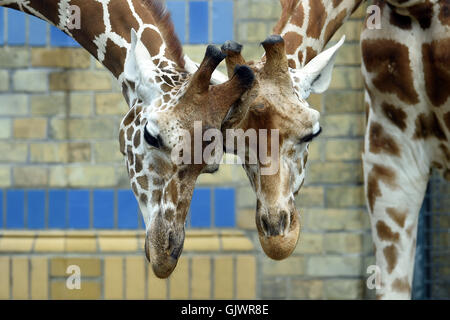 Berlin, Deutschland. 18. August 2016. Zwei Giraffen in ihrem Gehege im Zoo in Berlin, Deutschland, 18. August 2016 zusammenstehen. Foto: MAURIZIO GAMBARINI/Dpa/Alamy Live News Stockfoto