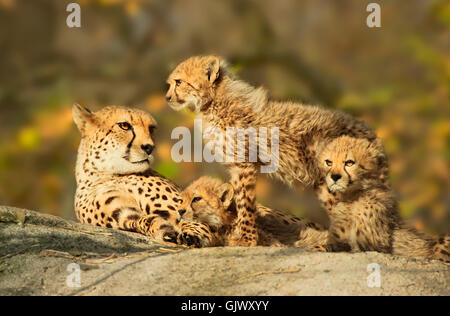 Geparden-Familie 1 Stockfoto
