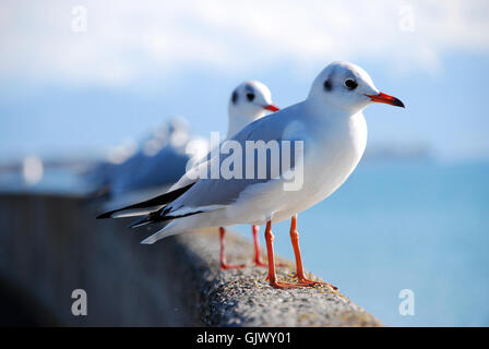 Vogel Vögel Zeile Stockfoto