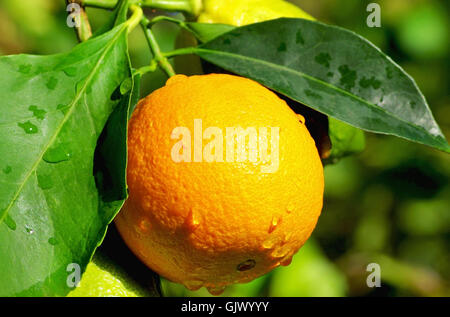 Orange Makro Nahaufnahme Stockfoto