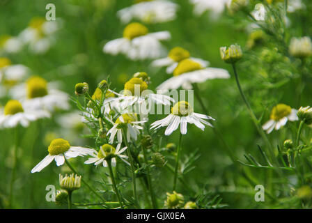 Zeitungsjournalistin - Kamille 19 Stockfoto