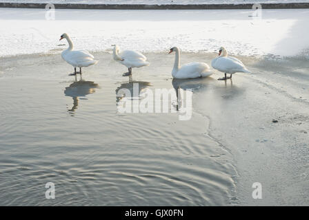 kalter Schnee Vogel Stockfoto