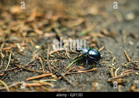 Nahaufnahme von Frühling Käfer Stockfoto