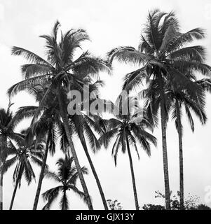 Bin Rio Magdalena, Kolumbien 1960er Jahre. Magdalena River, Colombia der 1960er Jahre. Stockfoto