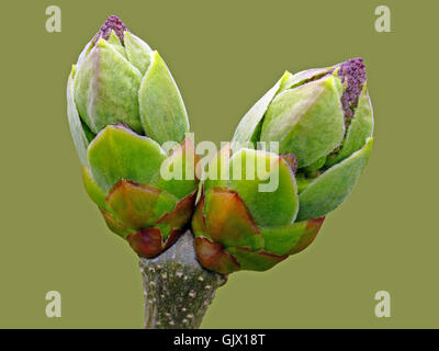 Syringa vulgaris Stockfoto