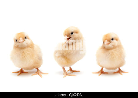 Tier weichen flauschigen Stockfoto