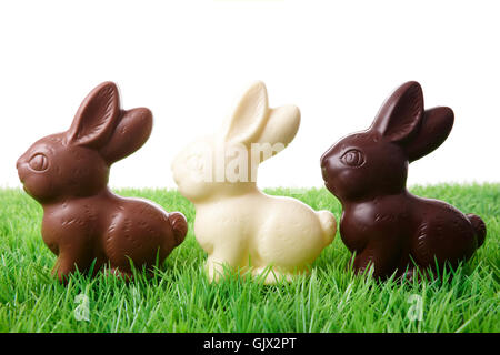 Weide-Osterhase Stockfoto