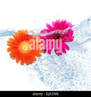 Blume Blume Pflanze Stockfoto