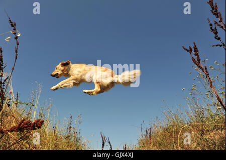 Hund Frühling Prellen Stockfoto