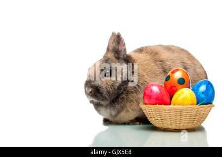 Osterhase neben Korb mit Ostereiern Stockfoto