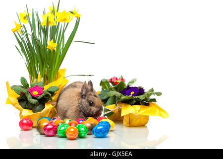 Osterhase und Ostern Eiern narissen Stockfoto