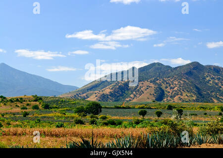 Feld-Kakteen-Landschaft Stockfoto