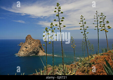 blühende Agave - Küste Teneriffas Stockfoto