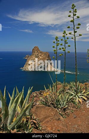 Salzwasser-Meer Küste Stockfoto