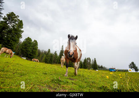 Pferde auf der grünen Wiese in Rosenalm Österreich Stockfoto