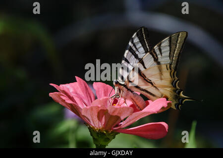 Knappen Schwalbenschwanz Schmetterling auf Blume rosa Zinnie Stockfoto