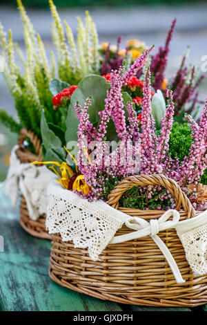 Calluna und Kalanchoe in dekorativer Blumentopf Stockfoto