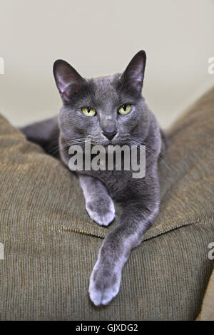 Korat Katze auf Sofa in Haus Stockfoto