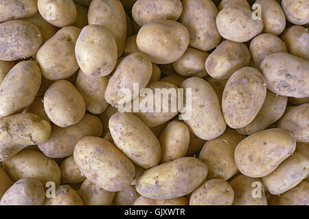 Eine Handvoll frische Frühkartoffeln Closeup Stockfoto