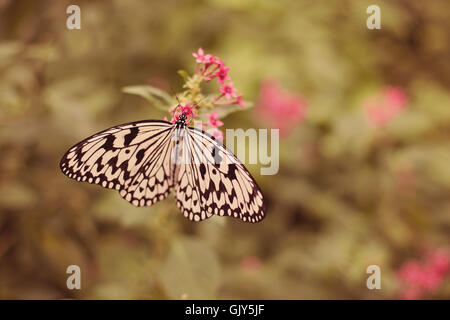 Ein weiße Baumnymphe Schmetterling ist auf eine rosa Blume Blüte Fütterung. Stockfoto