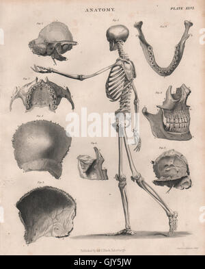 Anatomie. Menschliche Skelett Seite. Kiefer Zähne Schädel. BRITANNICA, antiken print 1860 Stockfoto