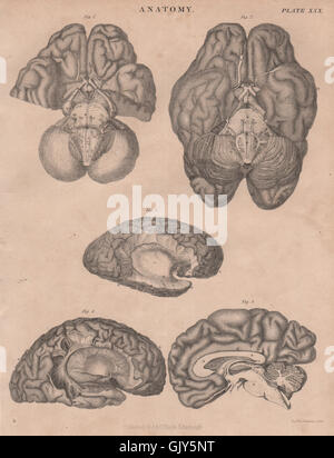 Anatomie des Menschen. Gehirn. BRITANNICA, antiken print 1860 Stockfoto