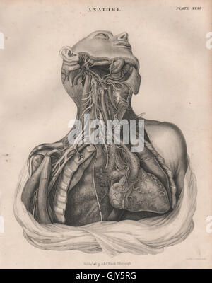 Anatomie des Menschen. Herz Lunge Brust Hals Arterien Venen. BRITANNICA, print 1860 Stockfoto