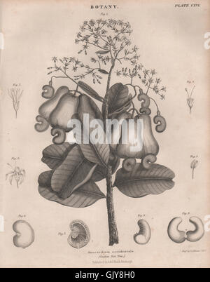 Anacardium Occidentale (Cashew-Nuss-Baum). BRITANNICA, antiken print 1860 Stockfoto