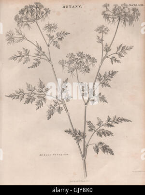 Aethusa Cynapium (Hundspetersilie, Dummkopfs Cicely, vergiften Petersilie) BRITANNICA 1860 Stockfoto